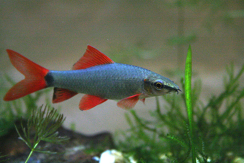 LABEO FRENATUS